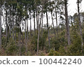 天王山原始森林 100442240