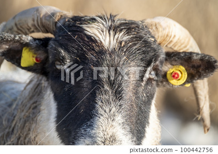 Cluse up of Blackface Sheep in the snow in Ireland Cluse up of Blackface Sheep in the snow in Ireland 100442756