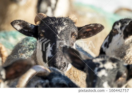 Cluse up of Blackface Sheep in the snow in Ireland Cluse up of Blackface Sheep in the snow in Ireland 100442757