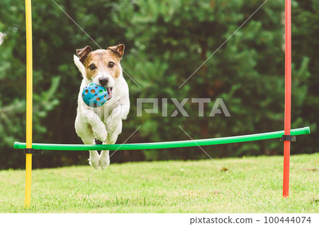 Dog agility at fashion home