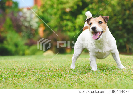 Full-length portrait of happy smiling pet dog playing on green grass lawn on summer day. 100444084