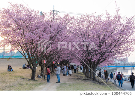 [Kanzakura] Hachisuka Sakura in Tokushima Central Park 100444705