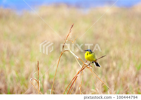 Yellow Wagtail sitting on dry blade of grass 100444794