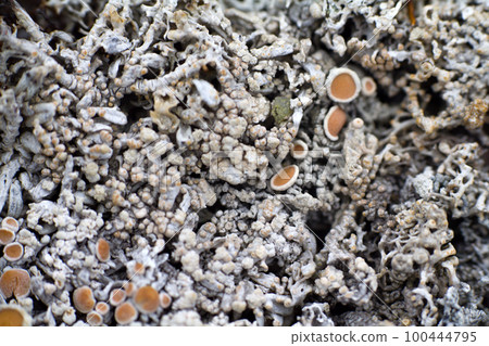 macro polar live pattern texture  natural wild 100444795