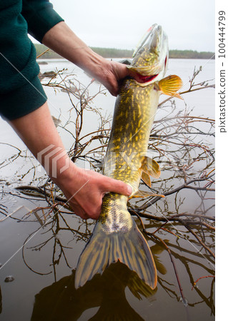 pike caught in the polar day 100444799