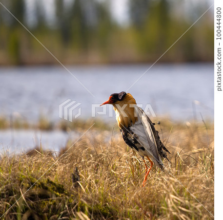 Mating behaviour of ruffs in lek (place of courtship) Mating behaviour of ruffs in lek (place of courtship) 100444800
