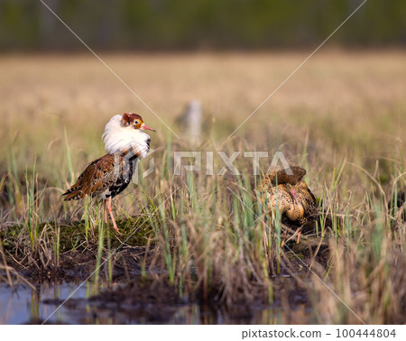 Pugnacious handsome 4. Ruffs fight in swamp. 100444804