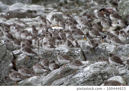 Calidris ptilocnemis qutra Calidris ptilocnemis qutra 100444815