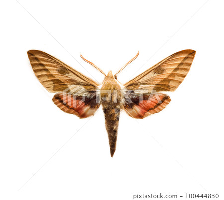 Sphingidae 100444830