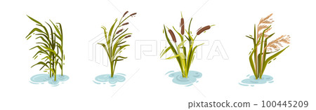 Water and Swamp Plants with Reed on Green Stalk Vector Set 100445209
