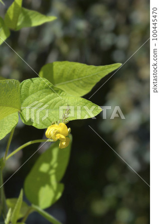 Black gram 100445470