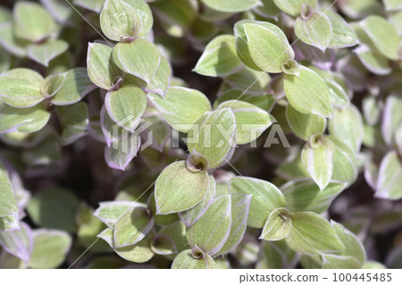 Creeping inchplant Pink Lady Creeping inchplant Pink Lady 100445485
