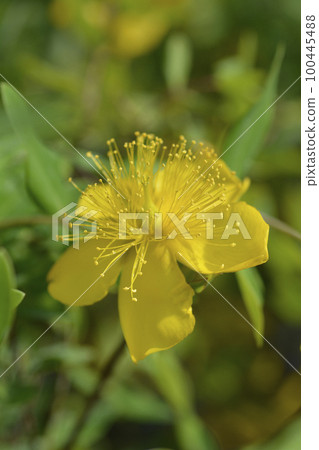 Aarons beard Aarons beard 100445488