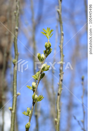 Siberian Pea Shrub Siberian Pea Shrub 100445496
