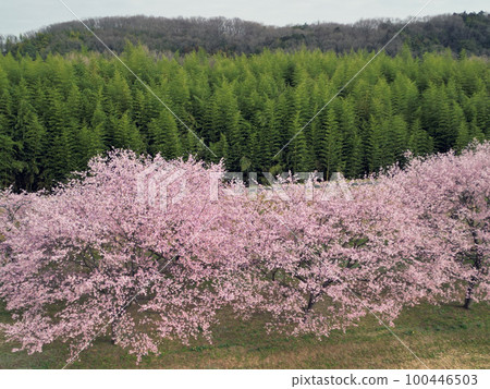 Kitaizumi Sakuragaya Park 100446503