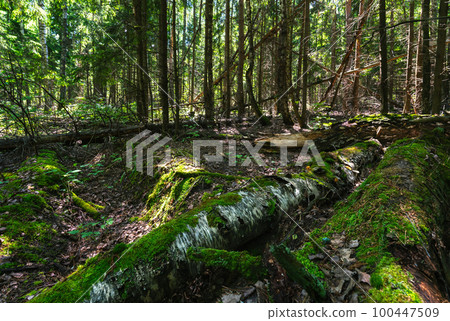 Wild forest in the early spring morning Wild forest in the early spring morning 100447509