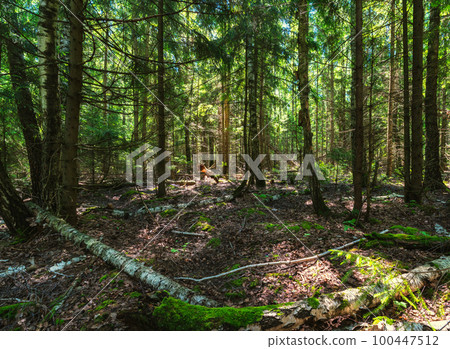 Old forest in early spring on a sunny morning Old forest in early spring on a sunny morning 100447512