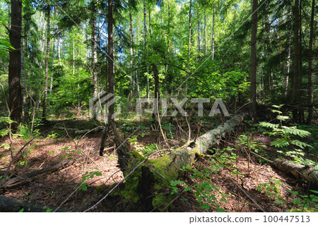 Old forest in early spring on a sunny morning Old forest in early spring on a sunny morning 100447513
