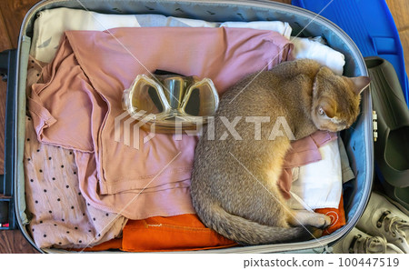 The cat lies among the things in the suitcase packed for the trip, fearing that they will leave without him 100447519