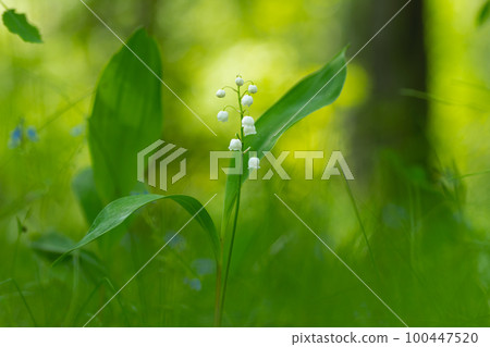 Blooming lily of the valley in the spring forest close-up 100447520