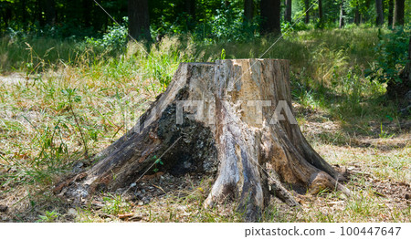 old tree stump in a summer forest. Wide photo. 100447647