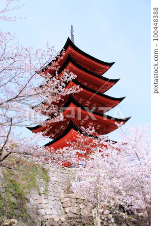 宮島五層寶塔和櫻花 宮島五層寶塔和櫻花 100448388