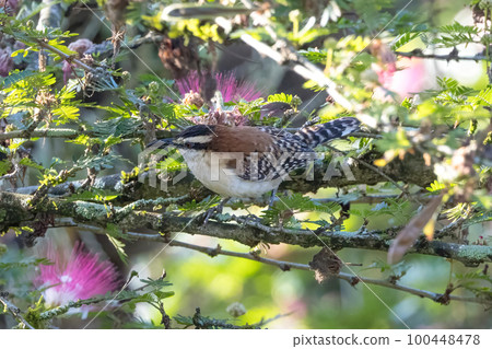 棲息在樹上的紅頸仙人掌鷦鷯 100448478
