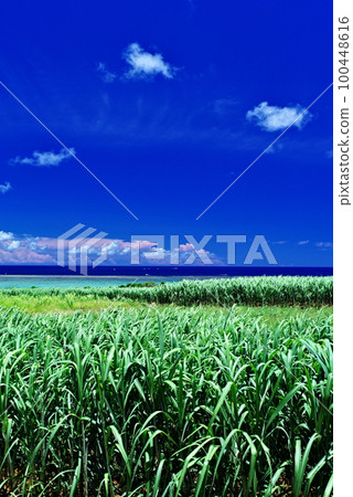 Kohama Island, Okinawa Prefecture Sky, Sea and Sugarcane Fields 100448616