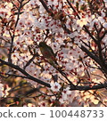 白眼和櫻桃 100448733