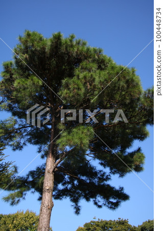 Tadamatsu松 Tadamatsu松 100448734