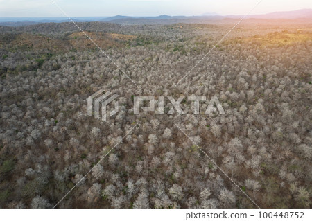 Forest landscape in dry season 100448752