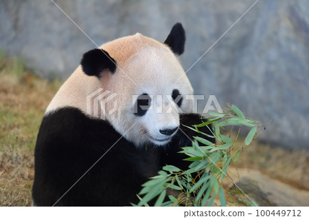 Yohama eating bamboo deliciously Yohama eating bamboo deliciously 100449712