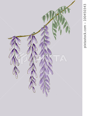 Weeping wisteria flowers Weeping wisteria flowers 100450343