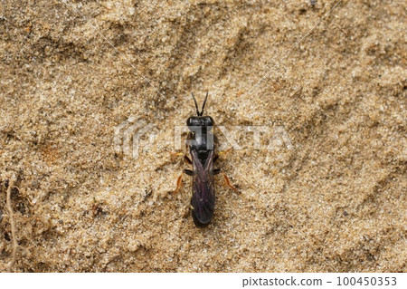 Dorsal closeup on the small shield digger wasp, Crabro scutellatus sitting on the ground 100450353
