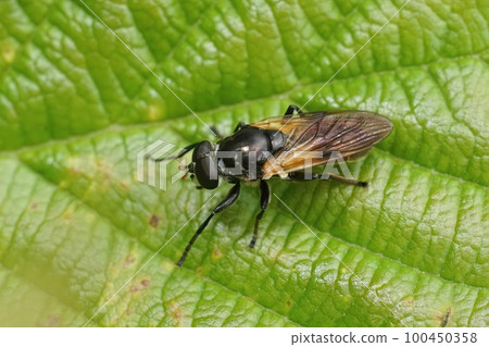 Closeup on the rather rare Wood-vase Hoverfly, Myolepta dubia, sitting on a green leaf Closeup on the rather rare Wood-vase Hoverfly, Myolepta dubia, sitting on a green leaf 100450358