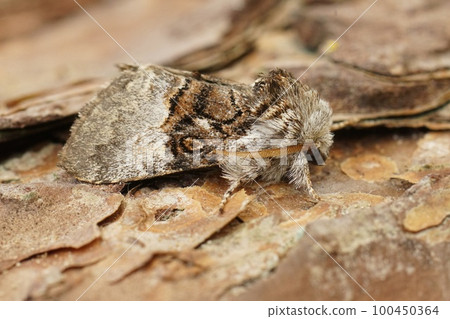 Detailed Closeup on a nut-tree tussock moth, Colocasia coryli sitting on a piece of wood 100450364