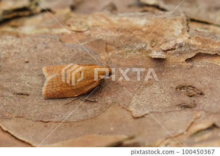 Closeup on the small and orange privet tortrix, Clepsis consimilana sitting on wood Closeup on the small and orange privet tortrix, Clepsis consimilana sitting on wood 100450367