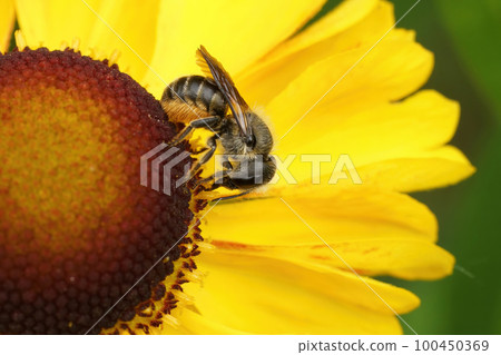 Closeup on a Jersey mason bee, Osmia niveata, sitting on a yellow sneezeweed, Helenium, flower 100450369