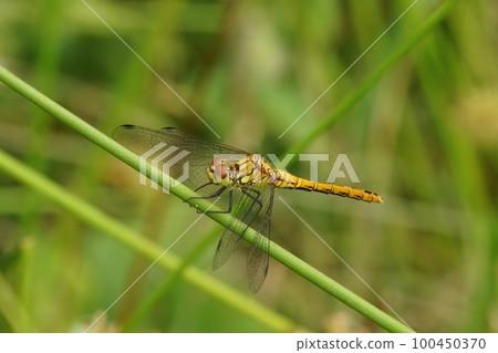 Closeup on a Ruddy darter, Sympetrum sanguineum sitting on a straw against a green background in the field Closeup on a Ruddy darter, Sympetrum sanguineum sitting on a straw against a green background in the field 100450370
