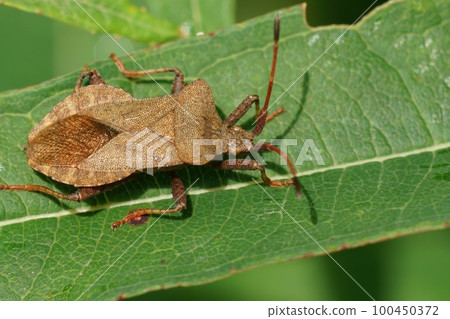 The brown Dock Bug, Coreus marginatus, is one of the more common Suashbugs in the garden 100450372