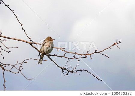 Closeup on a Chaffinch bird, Fringilla Coelebs, sitting on a small twig against a blue sky in the springtime Closeup on a Chaffinch bird, Fringilla Coelebs, sitting on a small twig against a blue sky in the springtime 100450382
