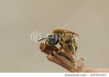 Closeup of a female great banded furrow bee, Halictus scabiosae sitting on a twig Closeup of a female great banded furrow bee, Halictus scabiosae sitting on a twig 100450393