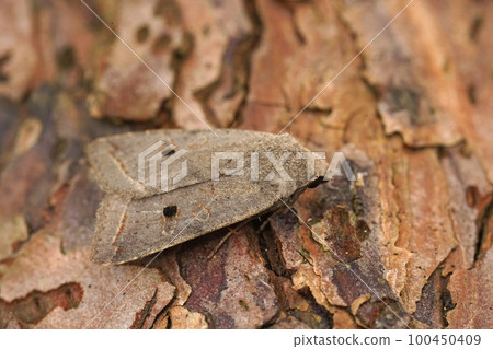 Closeup on a red-line Quaker owlet moth, Agrochola lota sitting on wood Closeup on a red-line Quaker owlet moth, Agrochola lota sitting on wood 100450409