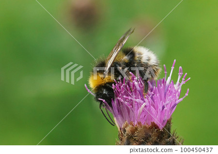 Closeup on a colorful norwegian bumblebee, Bombus norvegicus, on a purple knapweed flower Closeup on a colorful norwegian bumblebee, Bombus norvegicus, on a purple knapweed flower 100450437