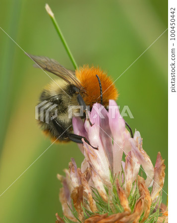 Vertical closeup on a worker brown banded carder bee, Bombus pascuorum, sipping nectar form a pink clover Vertical closeup on a worker brown banded carder bee, Bombus pascuorum, sipping nectar form a pink clover 100450442