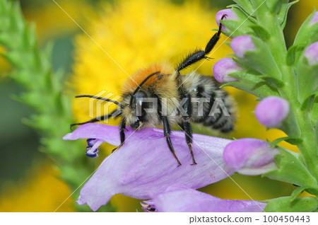 Colorful Closeup on a worked brown banded carder bee, Bombus pascuorum, sitting amongst purple and yellow flowers Colorful Closeup on a worked brown banded carder bee, Bombus pascuorum, sitting amongst purple and yellow flowers 100450443