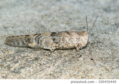 Close up of a Mediterranea, grey colored blue winged locust, Sphingonotus caerulans Close up of a Mediterranea, grey colored blue winged locust, Sphingonotus caerulans 100450449