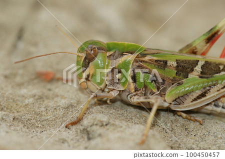 Closeup of a ribbon grasshopper, Oedaleus decorus, perched on the ground 100450457