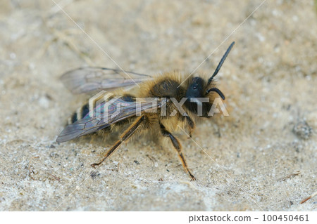 Closeup on a male Yellow legged mining bee, Andrena flavipes, walking on the ground 100450461