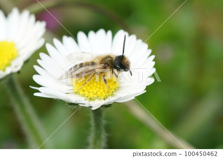 Closeup on a cute female yellow legged mining bee, Andrena flaipes, sitting on a white flower 100450462